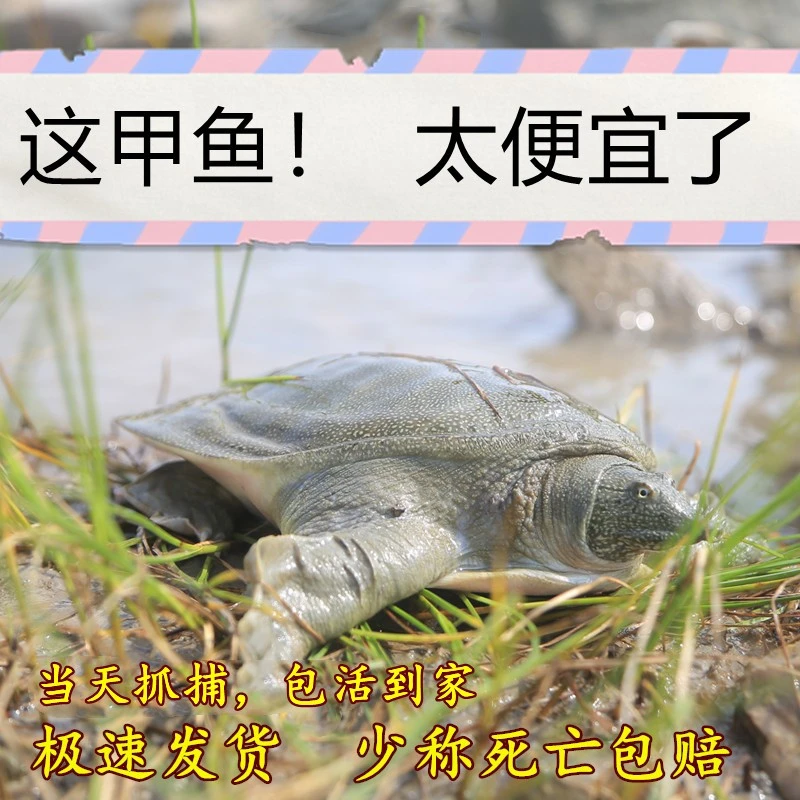 【新年福利】【包邮】【收到死了包赔】外塘散养甲鱼水鱼团鱼鲜活