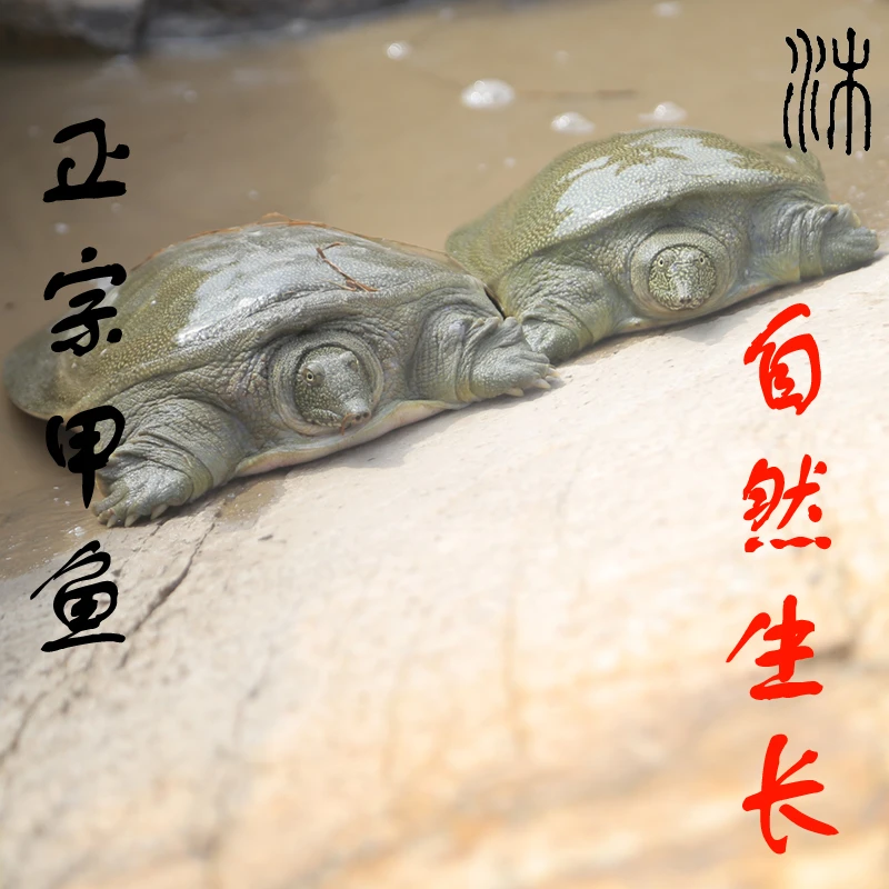 直播间改价链接指定福利款甲鱼  现挑现选