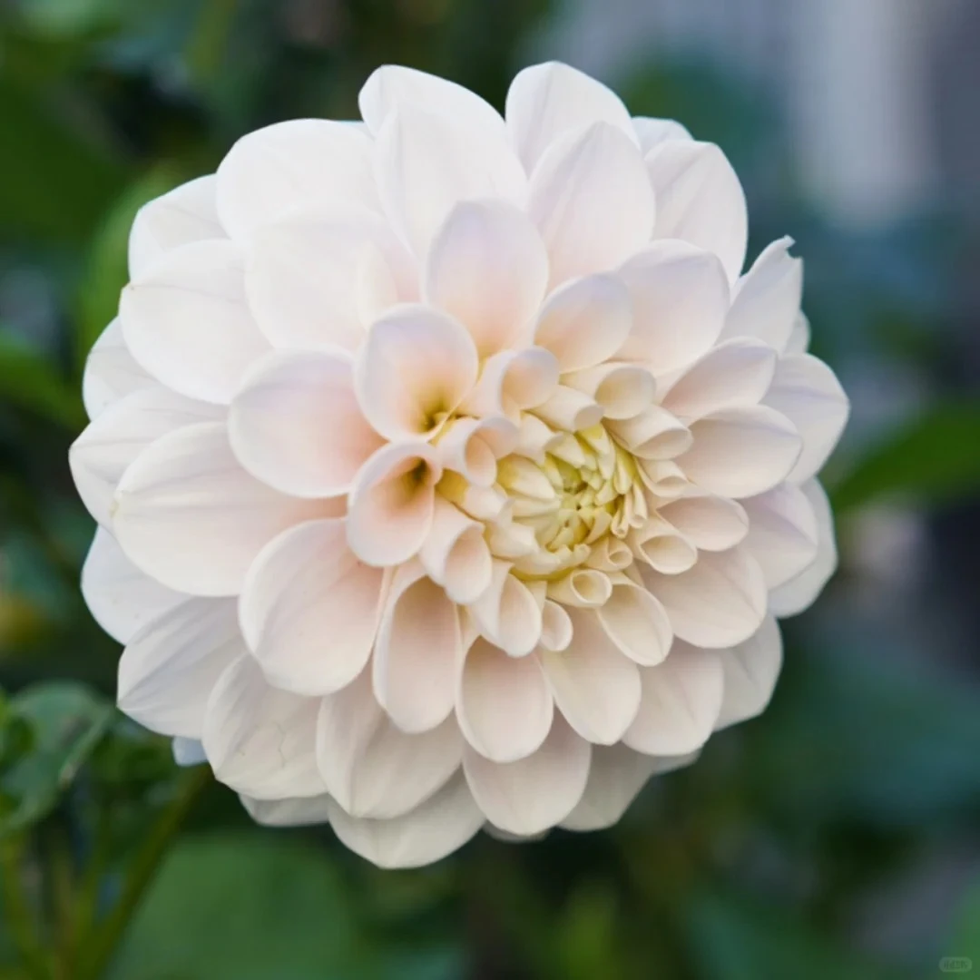 【王安园艺】 大丽花甜蜜娜塔莉&大丽花梅根浙江金华基地直发