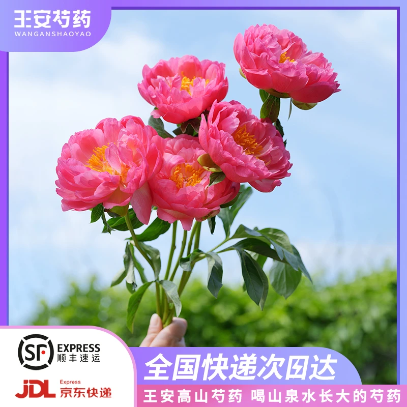【王安园艺】落日珊瑚-现货养护高山油画芍药现采家养瓶插鲜切花材
