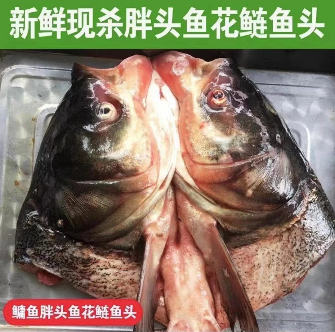 纯东北冷水大胖头鱼头嘎嘎香8-9斤(去鳃7-8斤)