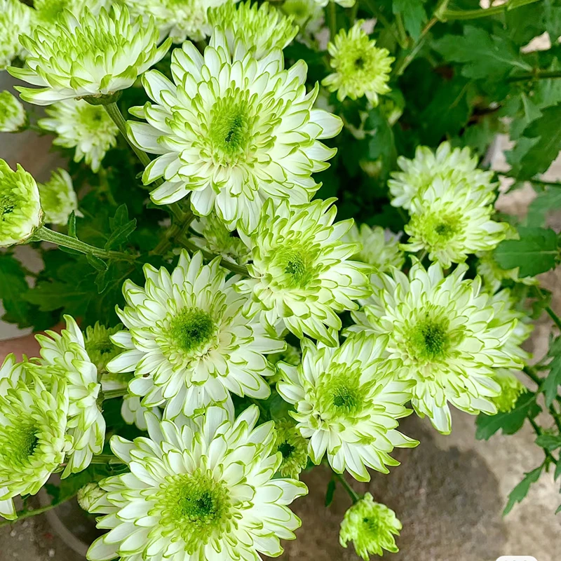 绿天赞小雏菊(淡绿色 颜值高 花期长)庭院阳台开花植物