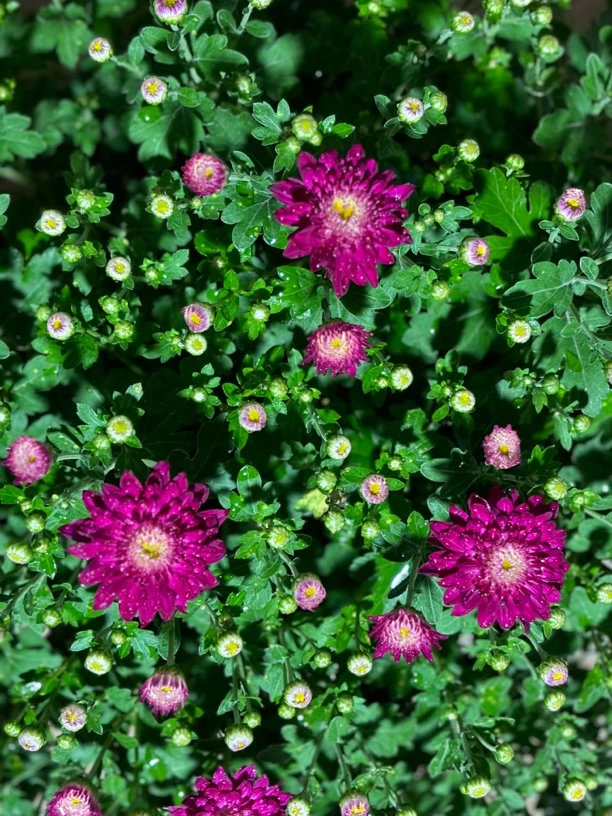 千头菊   （炫彩）