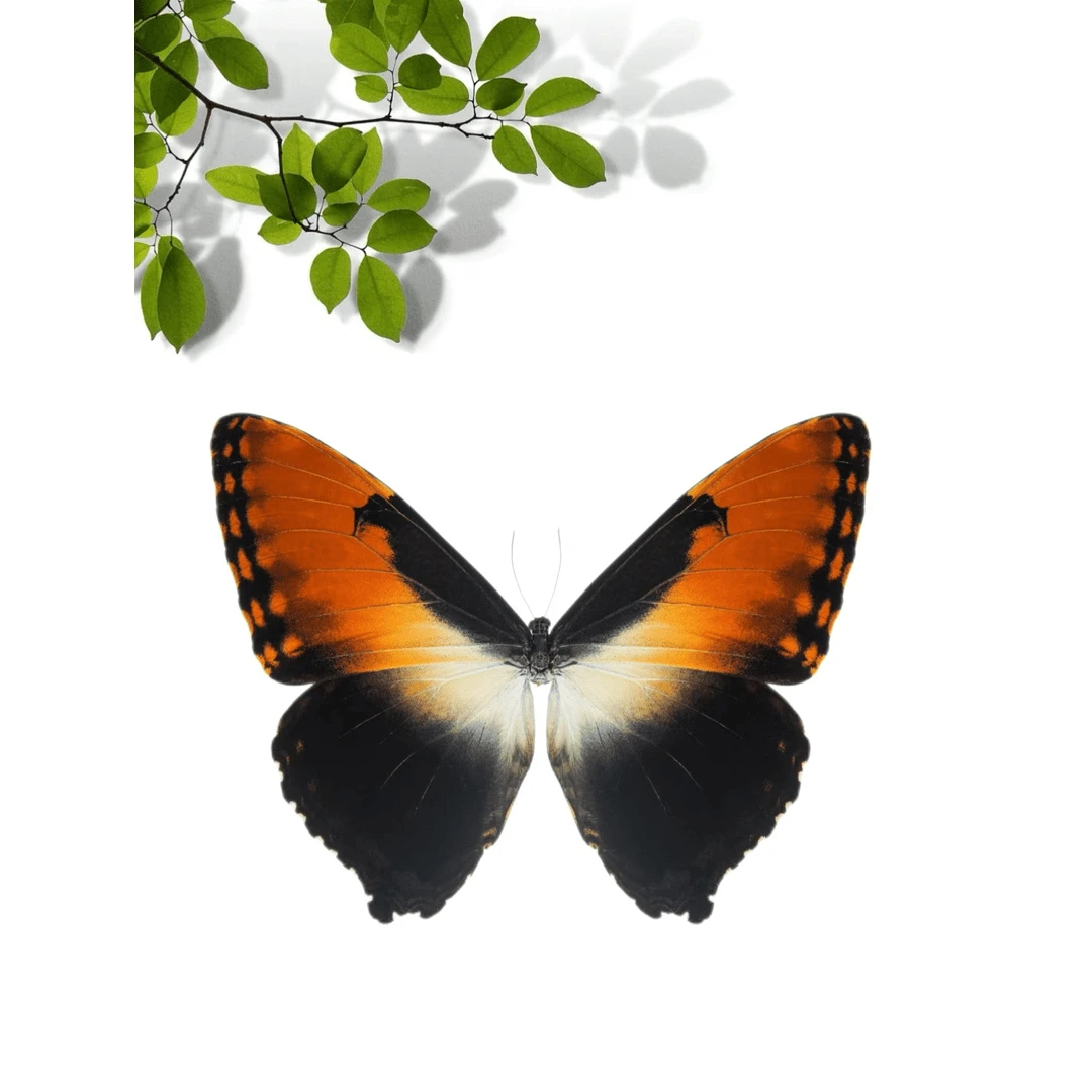 真实昆虫标本透明盒装蝴蝶展翅女生儿童节日礼物