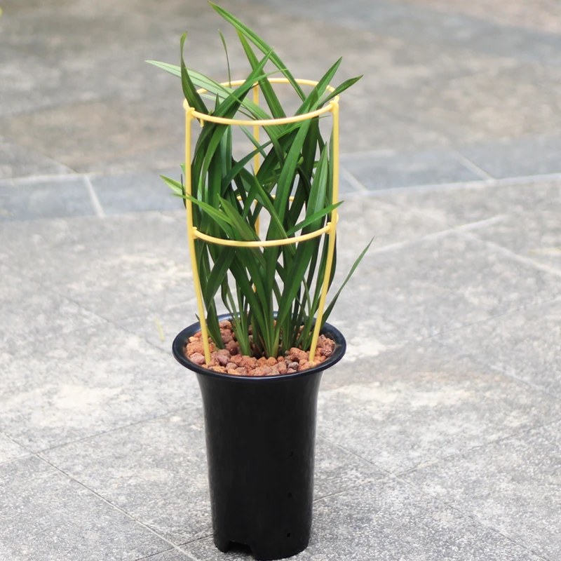 护叶小帮手加粗兰科专用固定扶叶架防止兰叶下垂折裂防倒伏支撑架