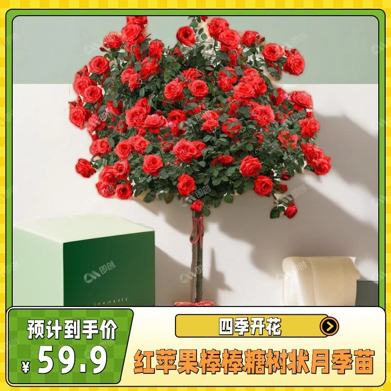 棒棒糖树桩月季花苗特大花朵花卉植物庭院四季开玫瑰带花树状月季