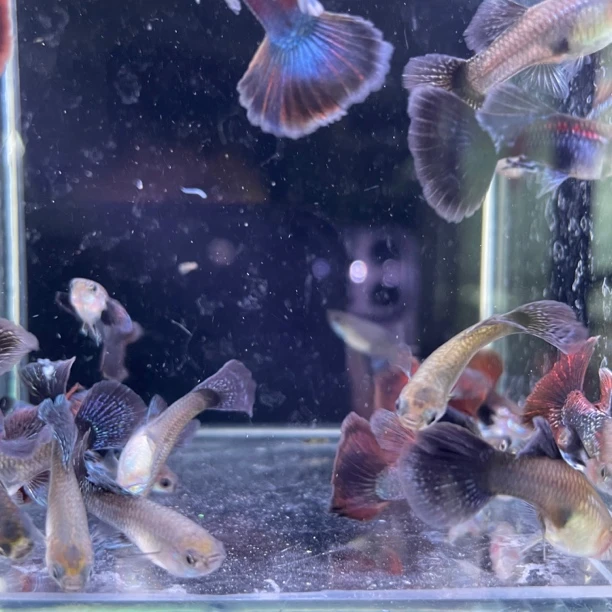 紫龙跑红孔雀鱼小型观赏鱼