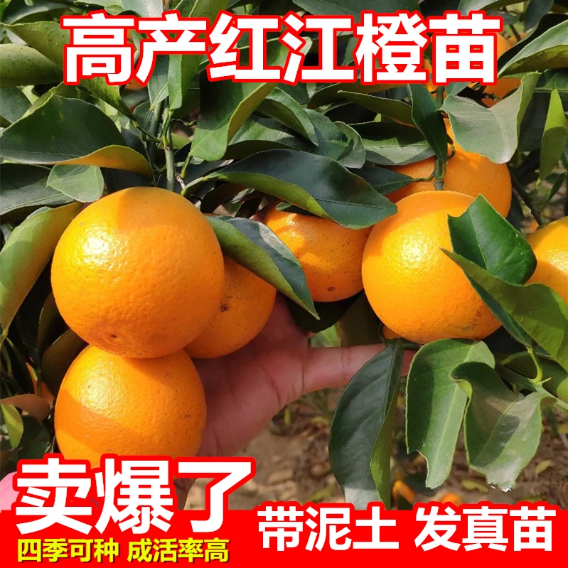 红江橙苗嫁接橙子果苗果苗广西优质果树苗盆栽地栽橙子树苗耐寒