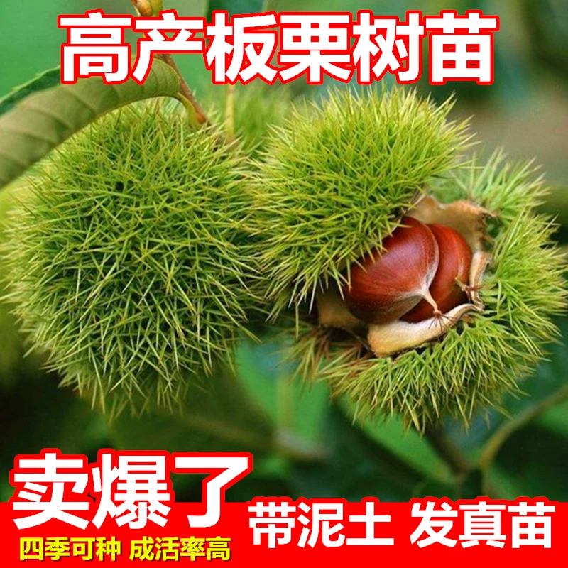 嫁接板栗苗大红袍板栗树苗易活栗子苗南北方盆栽地栽庭院种植果苗