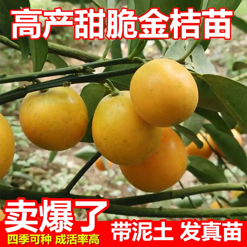金桔果苗优质嫁接小金桔果树苗柑桔苗盆栽脆皮金桔树苗耐寒挂果