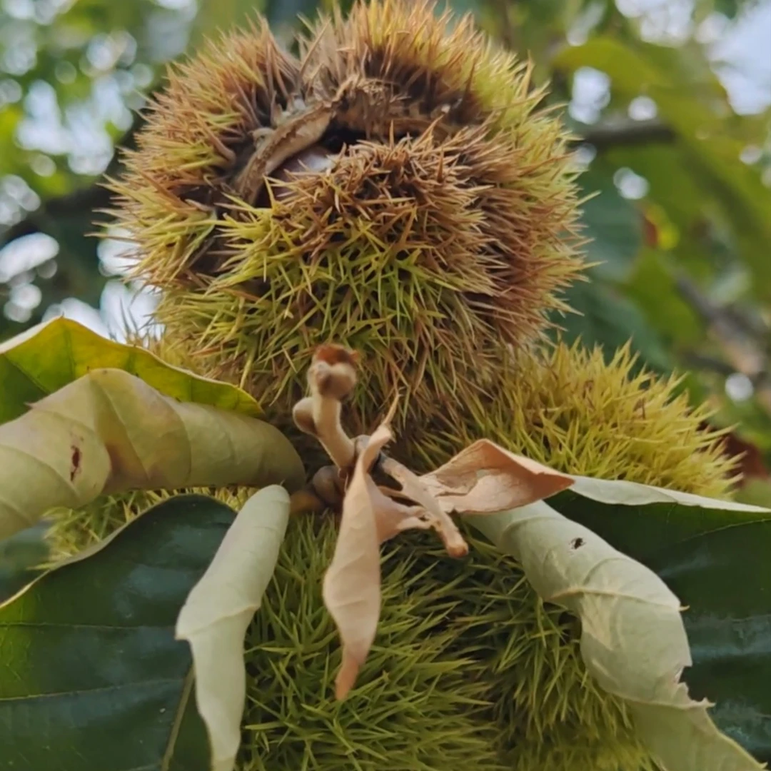 自家种植板栗颗粒饱满，软糯香甜，糯齿留香。