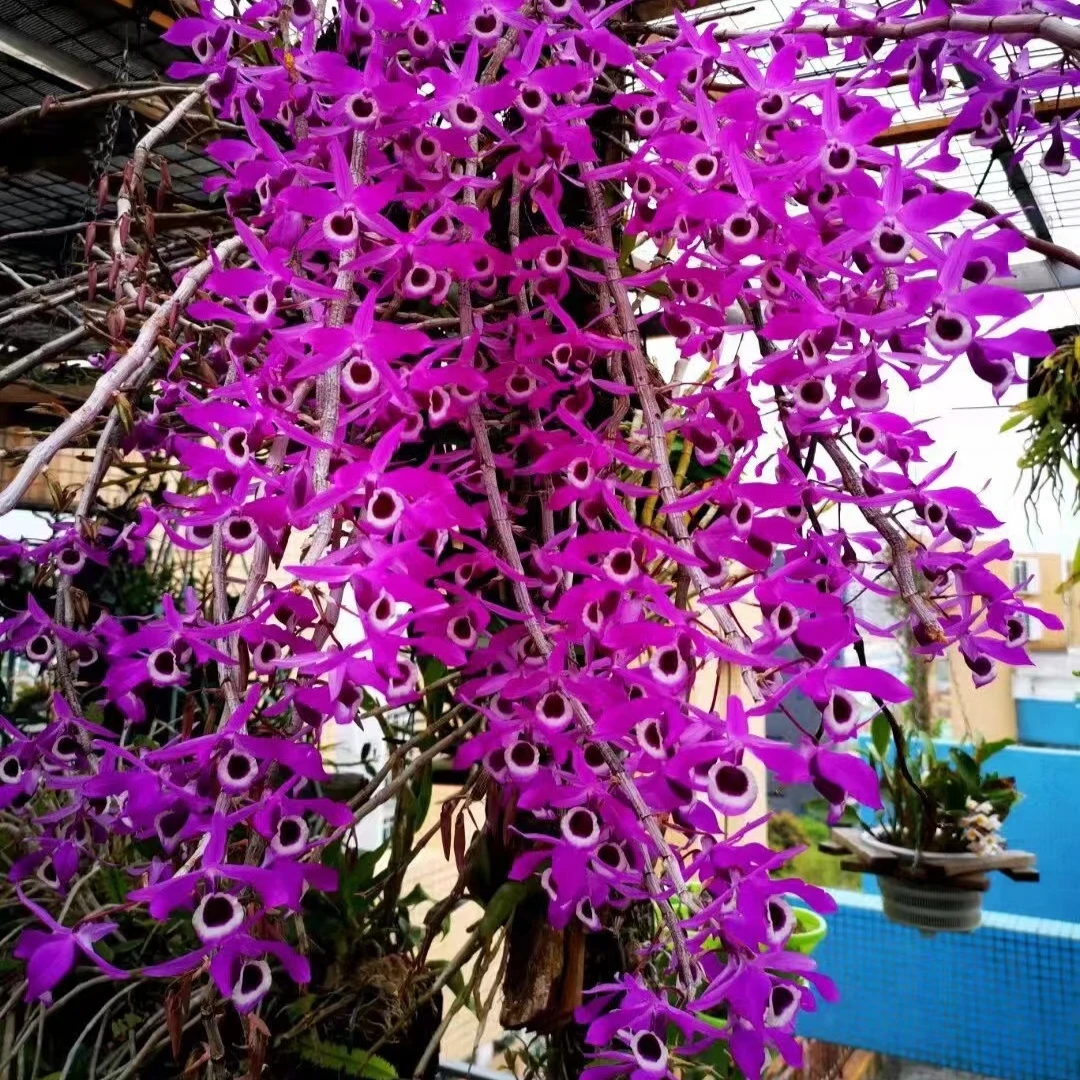 喇叭唇石斛（兰科 石斛兰 可食用 落叶开花型 观赏花卉 春季开花）。