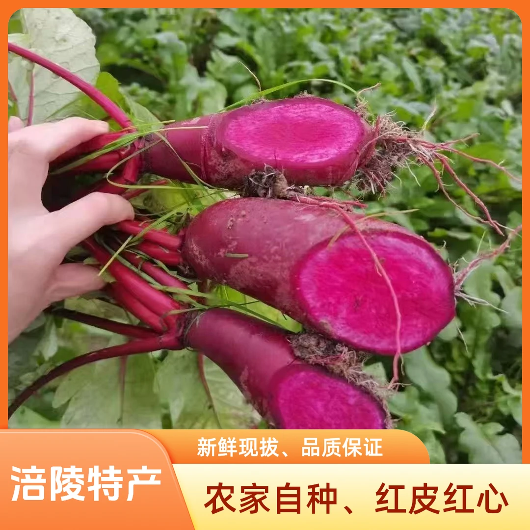 正宗涪陵胭脂萝卜泡菜提色专用胭脂萝卜干红皮红心高山优质农产品
