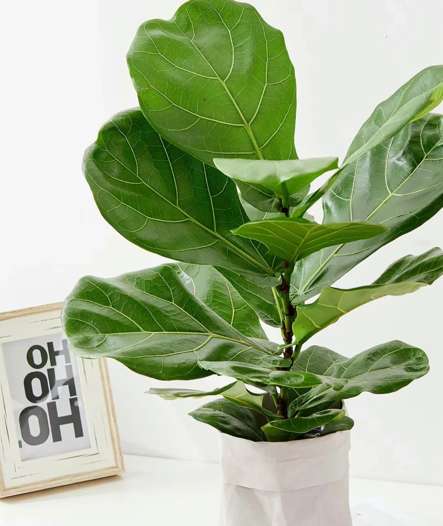 【新疆包邮】琴叶榕盆栽桌面绿植办公桌植物室内四季常青耐阴花卉