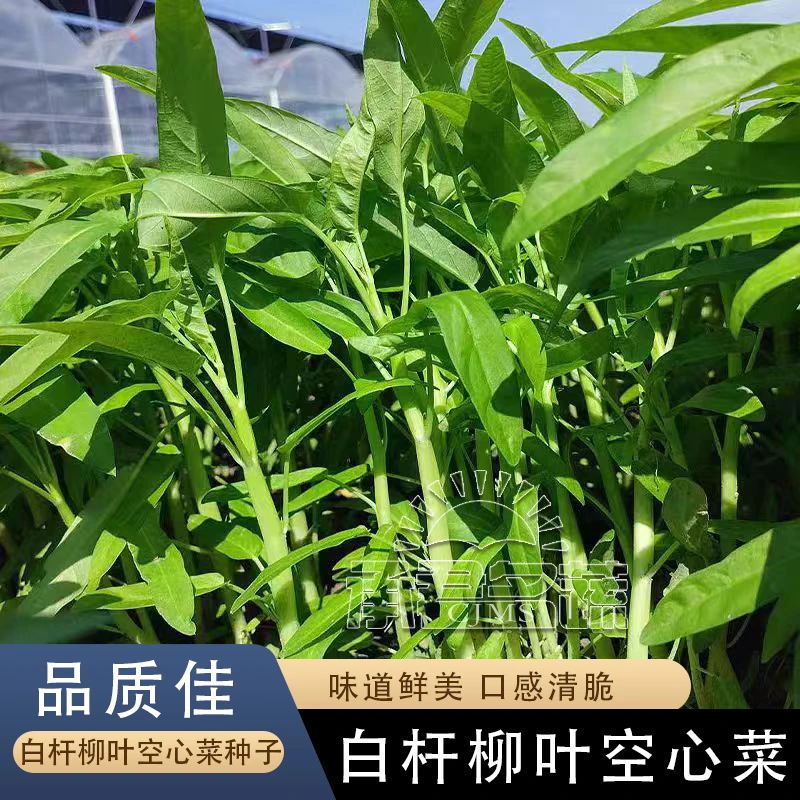 白杆柳叶空心菜种子白梗通心菜种籽阳台盆栽青菜农家菜园蔬菜种孑