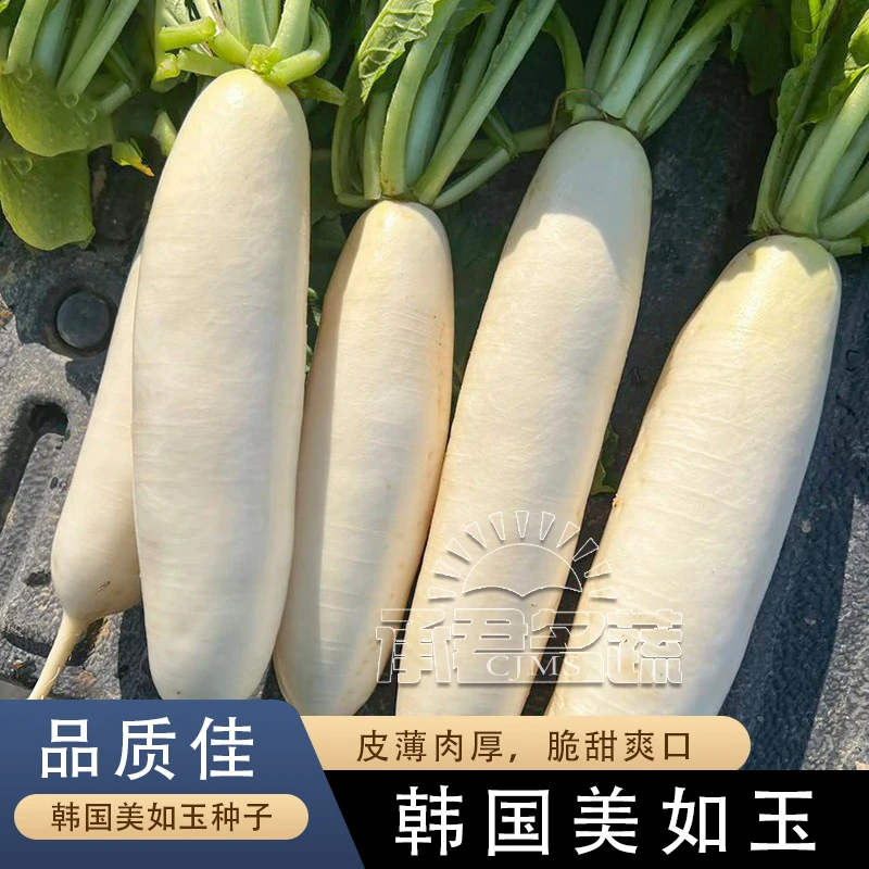 韩国美如玉长白萝卜种子菜种水果四季罗卜蔬菜种籽孑子籽种大全
