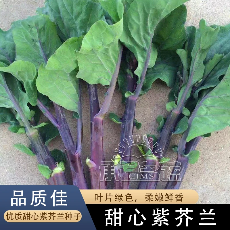 甜心红脚紫芥兰菜种子种籽红角紫芥蓝菜籽菜心四季蔬菜种孑春秋季