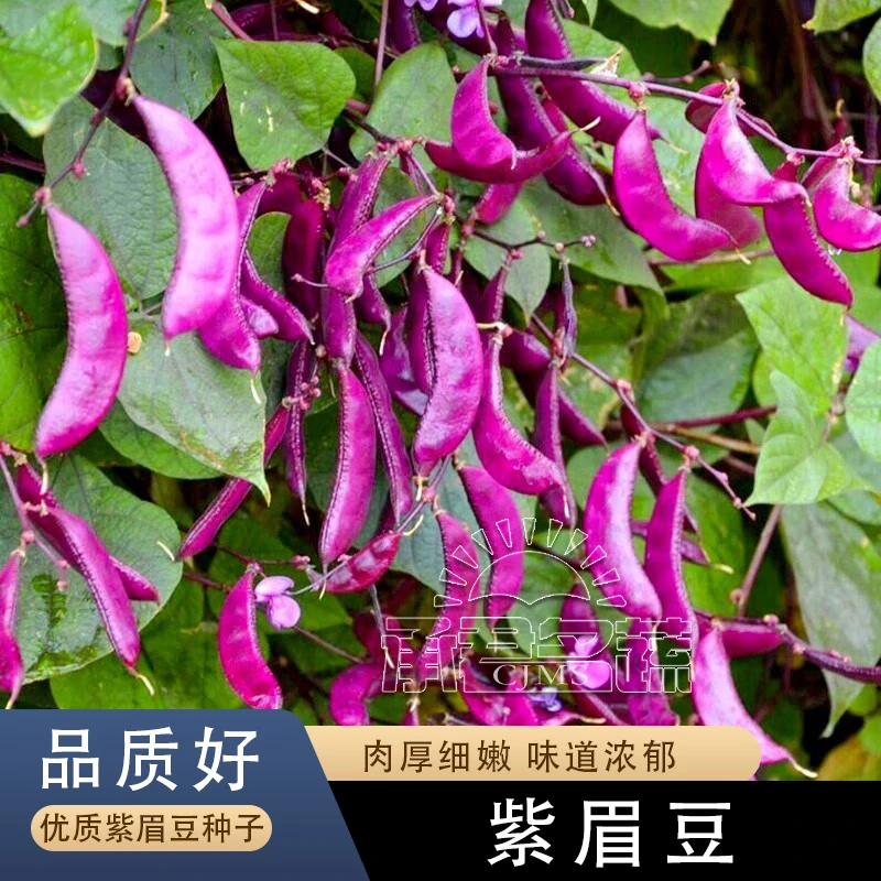 紫眉豆种子高产早熟豆角猪耳朵红紫扁豆种孑梅豆种籽爬藤蔬菜种籽