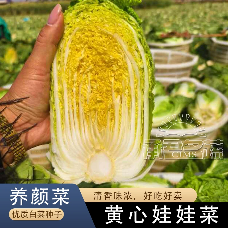 早熟娃娃菜种子小白菜种籽黄心鸡蛋黄菜籽小型白菜四季秋冬季蔬菜