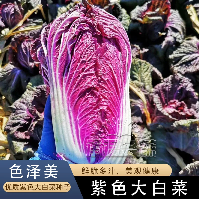 紫白菜种孑红色大白菜种子秋天冬季稀有特色优质农家四季菜蔬菜籽