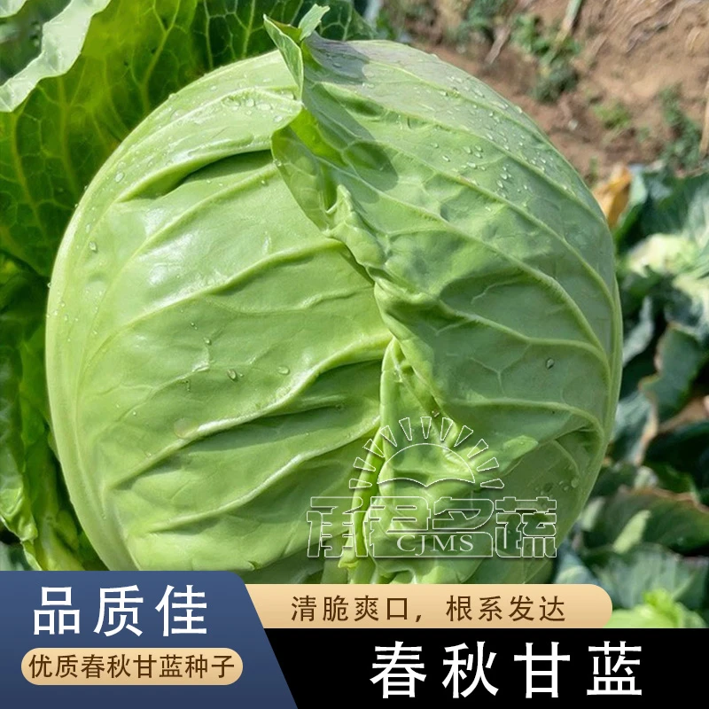夏季甘蓝种子耐热大头菜子包菜卷心菜圆白菜秋季蔬菜种籽孑包心菜