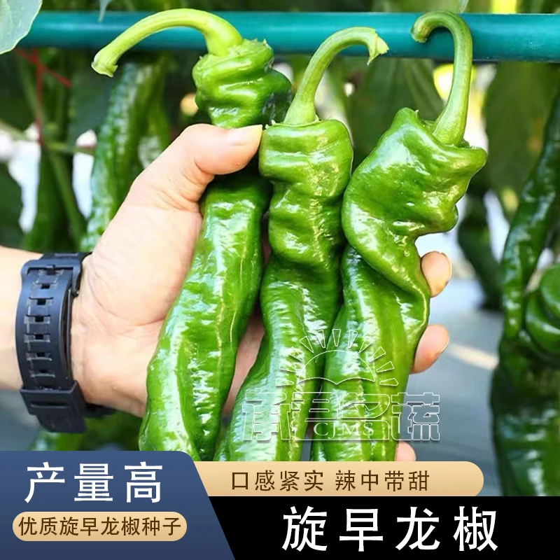 辣椒种子高产特大螺丝椒种子四季辣椒种子早熟阳台盆栽播蔬菜种子