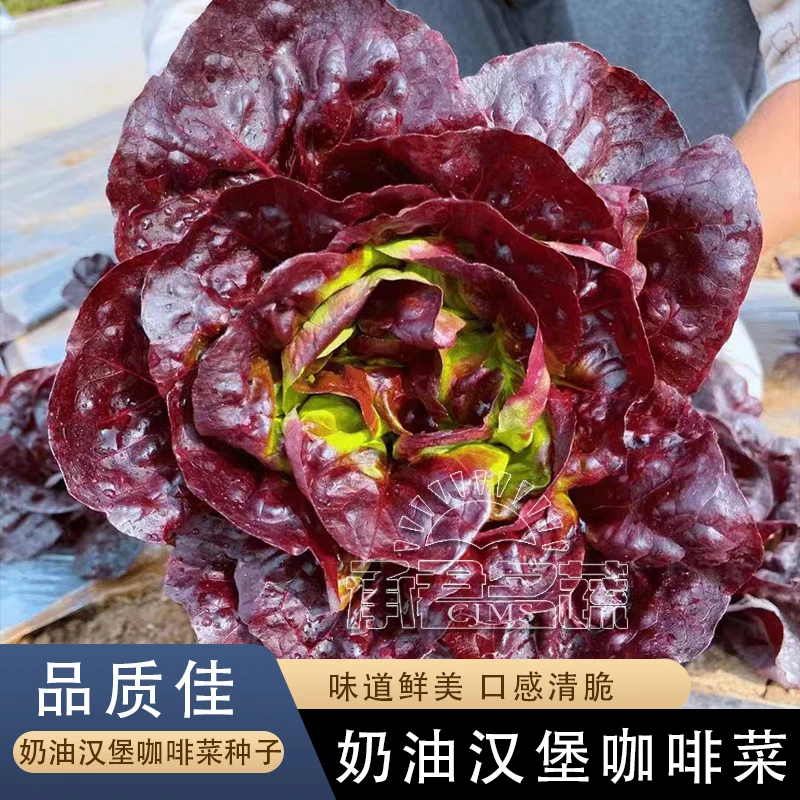 汉堡奶油咖啡菜生菜种子紫叶生菜籽耐热四季播冬季耐寒保健蔬菜种