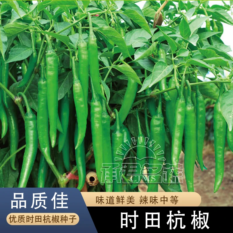 早熟香辣杭椒种子苗羊角辣椒种籽耐寒热青椒盆栽四季高产蔬菜种孑