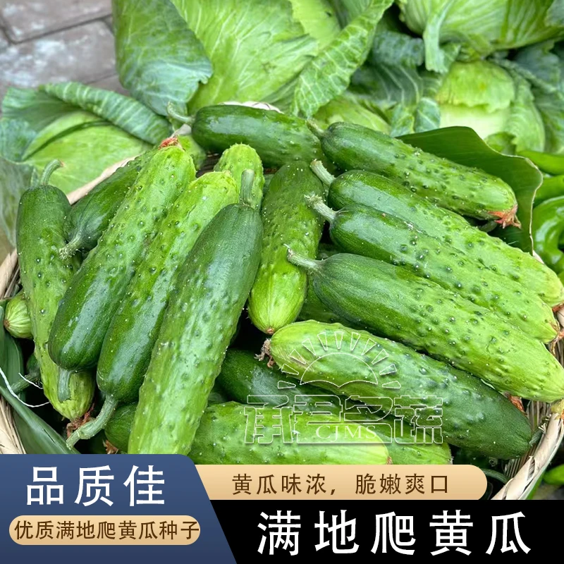 满地爬水果黄瓜种子不搭架四季庭院阳台盆栽黄瓜籽种蔬菜种籽懒人