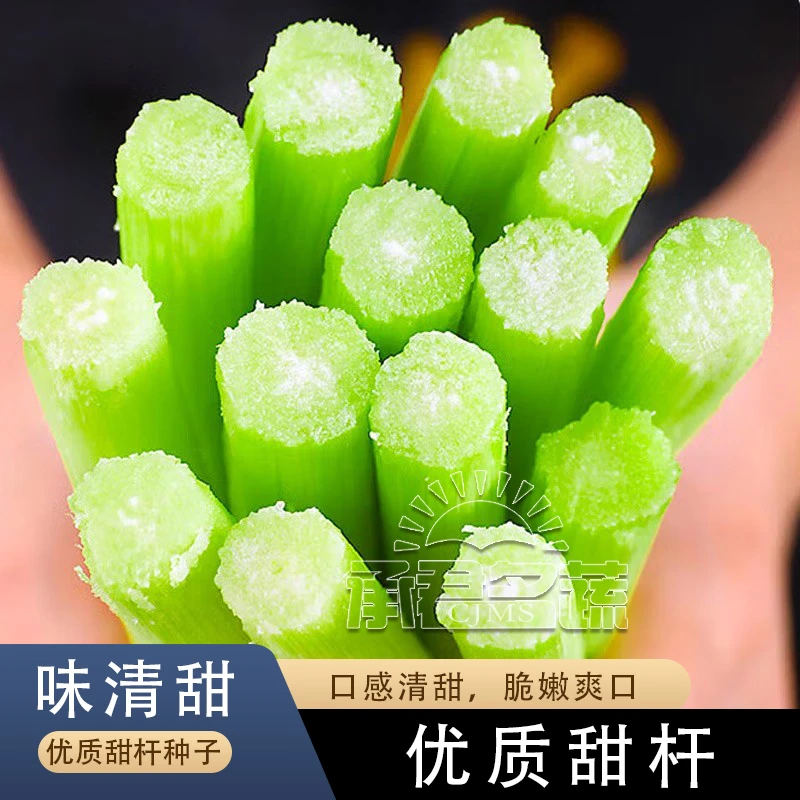 甜杆高粱种子东北甜杆籽农家老品种绿皮小甘蔗春夏四季蔬菜水果孑