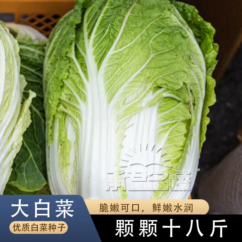 冬储颗颗18斤大白菜种籽秋季播大白菜种子改良青杂三号北京新三号