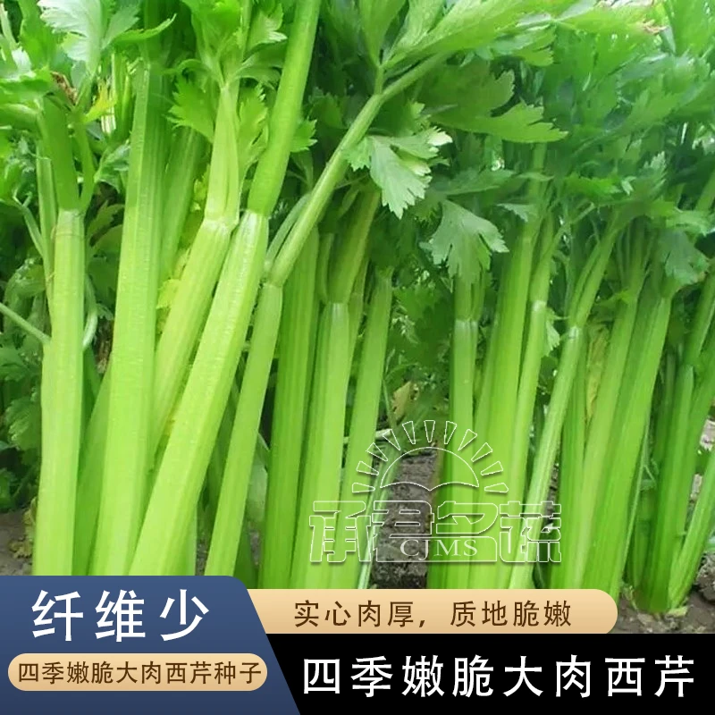 四季西芹种子玻璃翠实芹菜种籽盆栽菜籽阳台庭院菜籽种蔬菜种子孑