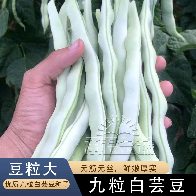 摘不败白不老九粒白芸豆种子苗四季豆种籽豆角架豆春季四季蔬菜籽