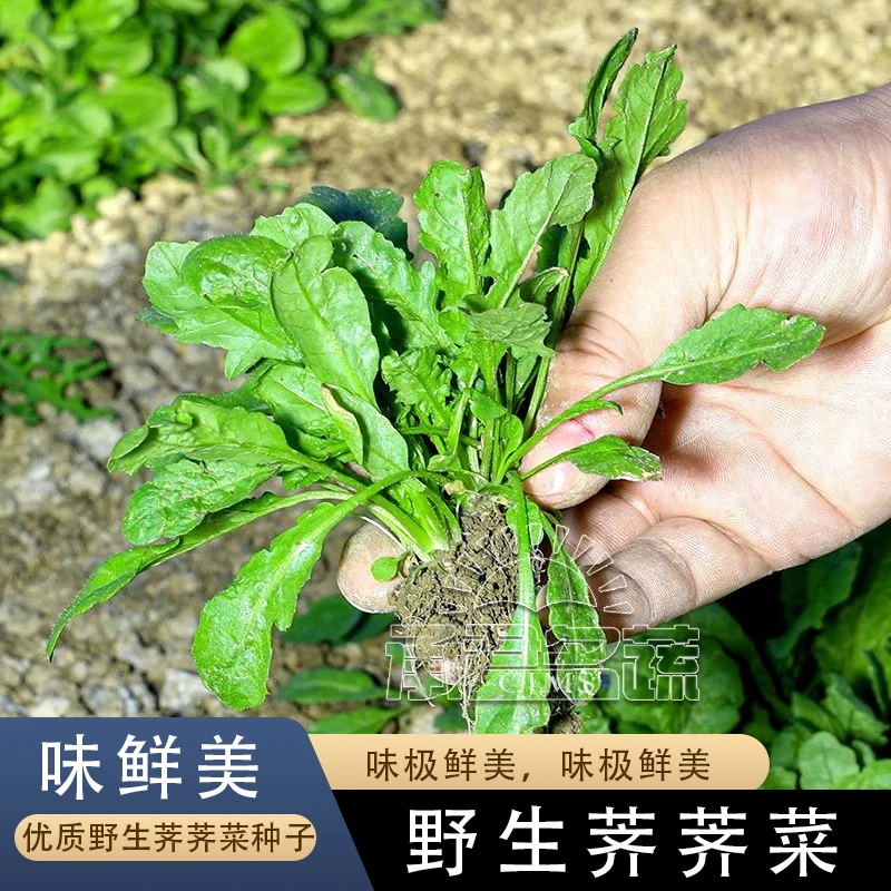 大叶荠荠菜种子大全农家四季春野菜种籽食用盆栽荠菜种孑青菜蔬菜