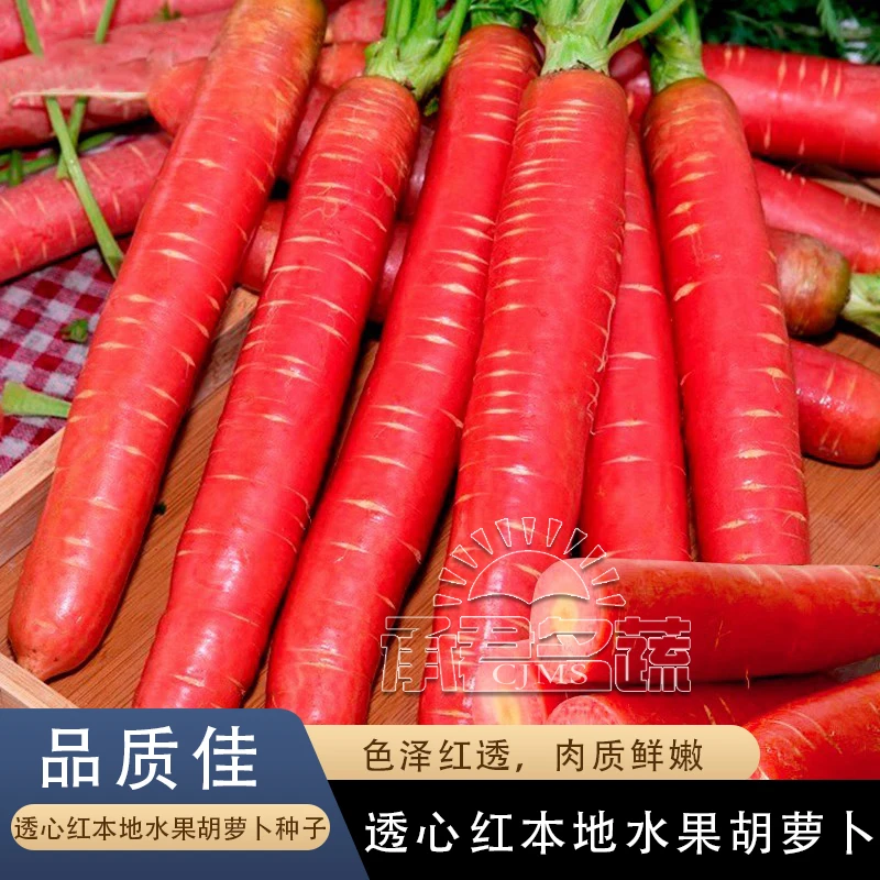 透心红水果红胡萝卜籽种子罗卜秋季四季阳台种植蔬菜籽种籽孑大全