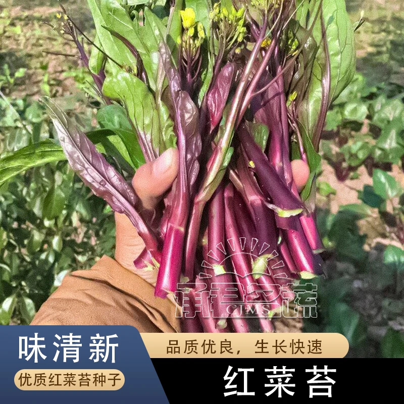 十月鲜红菜苔种子种籽广东菜籽春秋四季菜心南方冬季大全蔬菜种孑