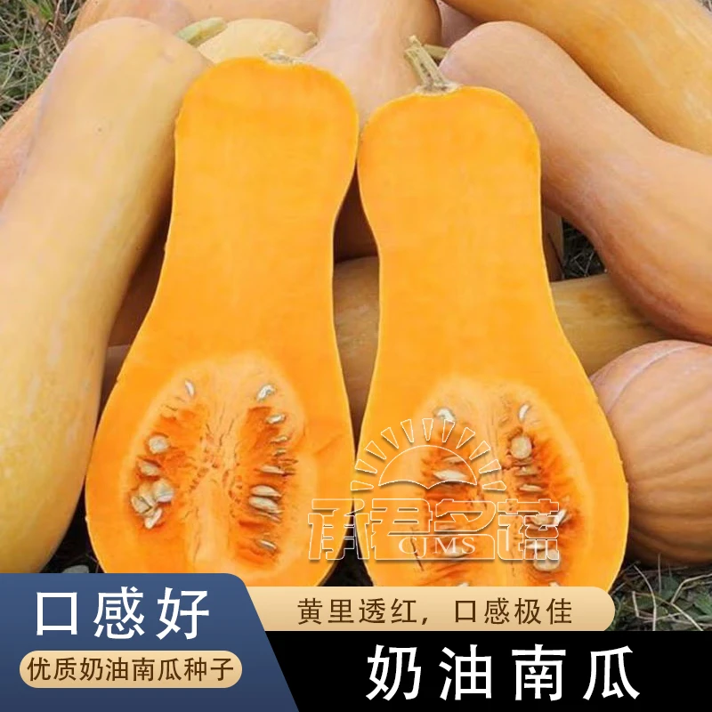 奶油南瓜种子宝宝辅食甜面阿根廷南瓜种孑春四季蜜本南瓜高产菜籽