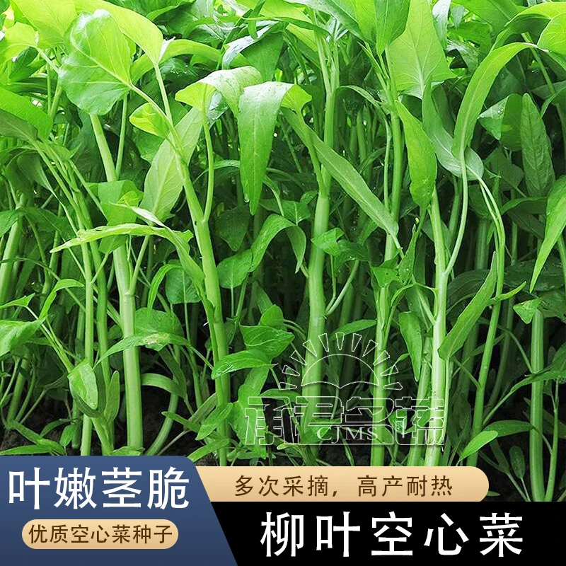 泰国柳叶空心菜种籽竹叶空心菜种子四季春季三叉白杆蔬菜菜孑青菜