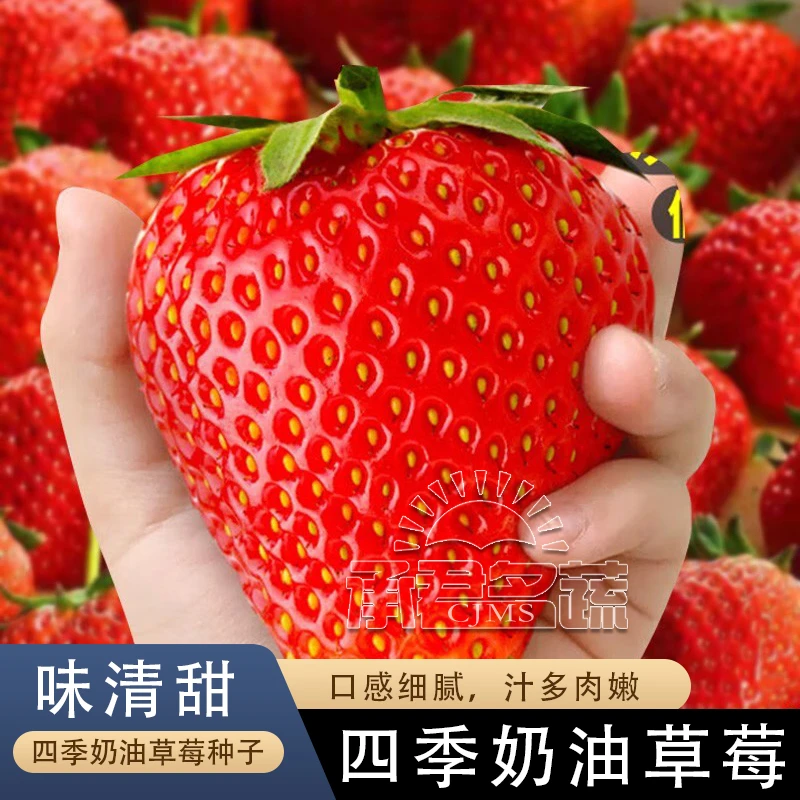 四季奶油草莓种子食用香甜大果草莓新手易种阳台盆栽水果蔬菜种籽