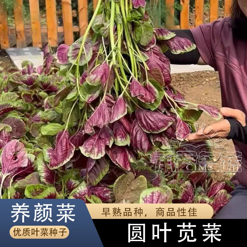 苋菜种子大全种籽菜四季野菜籽春秋冬季种孑苋菜籽苋菜种籽农家