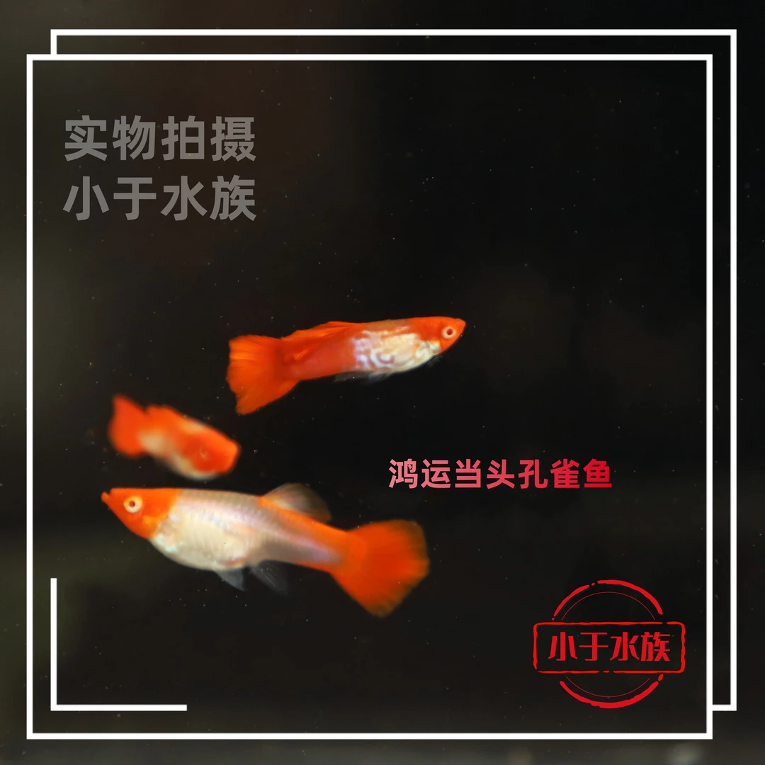 精品孔雀鱼鸿运当头孔雀鱼好看观赏繁殖大肚子孕母胎生耐活