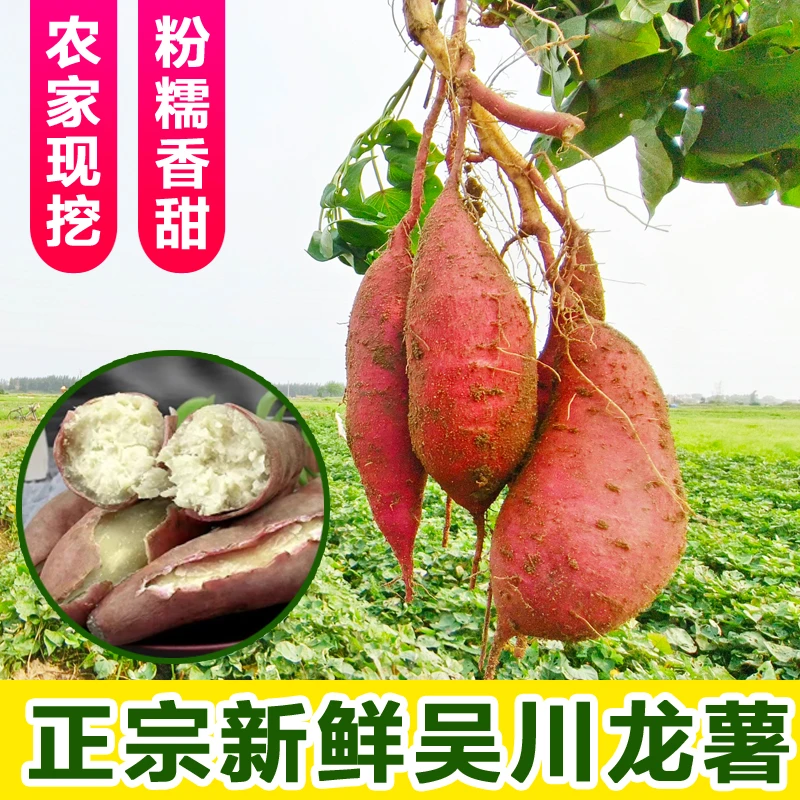 正宗吴川龙薯粉糯香甜种植沙地板栗红薯农家新鲜白心地瓜产地直销