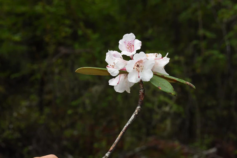 大别山户外人工培育白色杜鹃，高度35公分以上，3年苗。