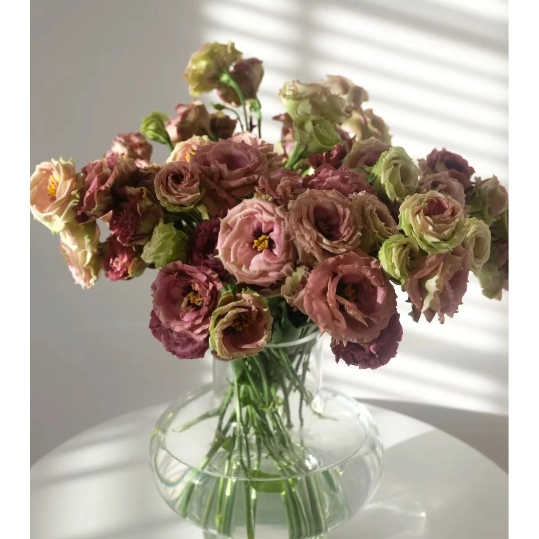 35-45cm茶色小短腿700-800g云南洋桔梗基地直发