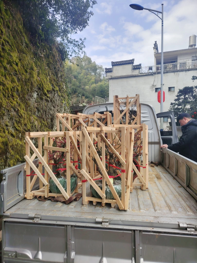 梅花老桩罗汉松盆景直播链接一物一拍鲜活盆景不支持退换货