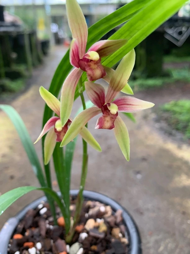 建兰仙山红2壮苗