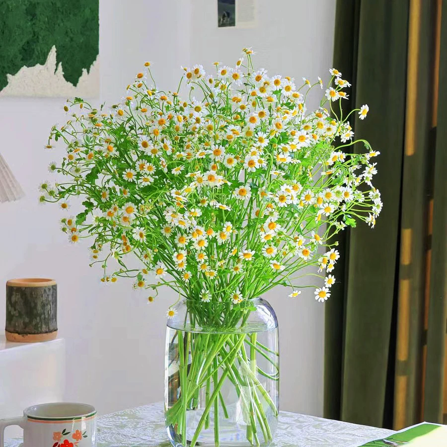 云南鲜花基地直发洋甘菊长花期小雏菊鲜切花家庭客厅室内插瓶鲜花