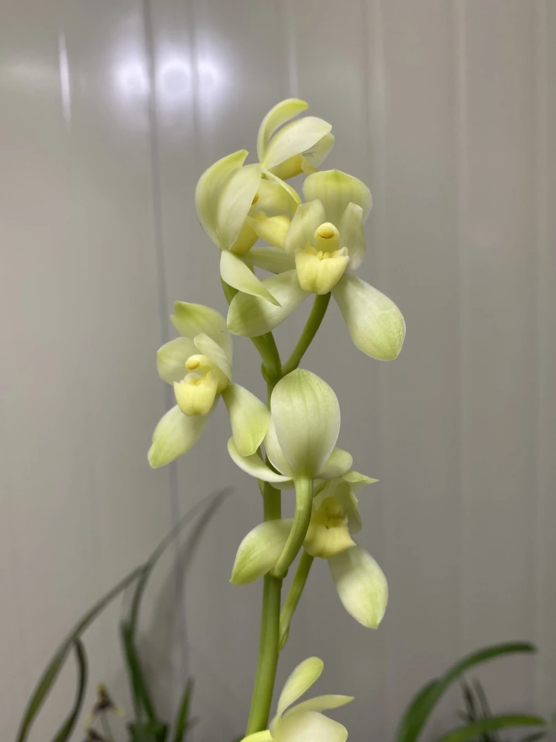 建兰白玉荷白花荷瓣适合客厅阳台办公桌