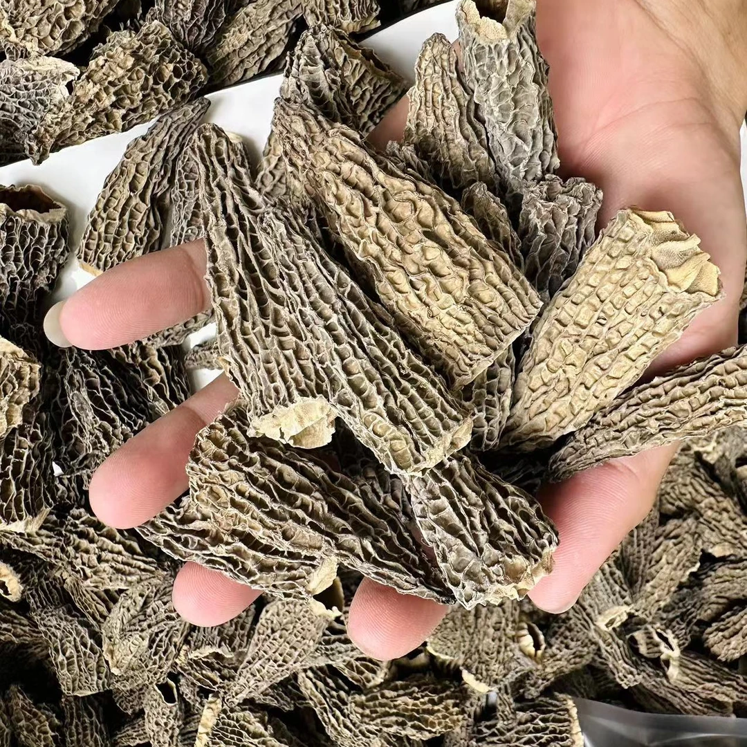 头茬6妹剪胶羊肚菌精品A货5-7厘米