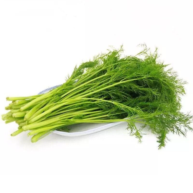 长清峪茴香苗约500g/份